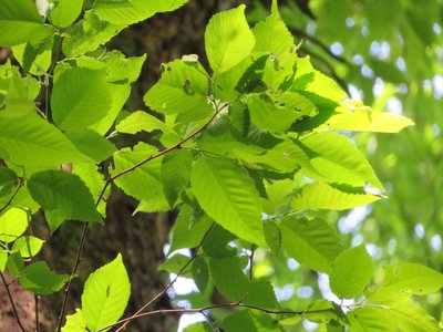 Ostrya Japonica