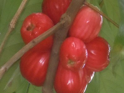 Otaheite Apple