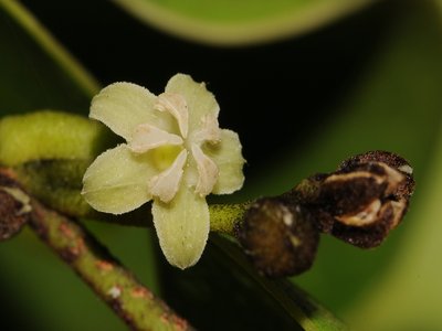 Ottoschulzia