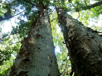 Outeniqua Yellowwood