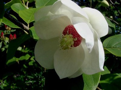 Oyama Magnolia