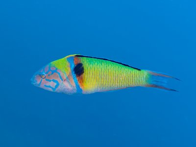 Palo Verde