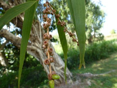 Paperbark
