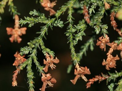 Patagonian Cypress