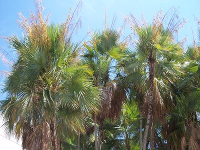 Paurotis Palm