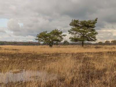 Pine