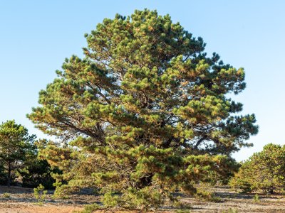 Pitch Pine