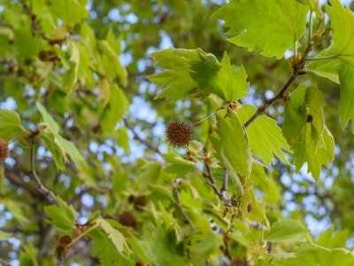 Plane Tree