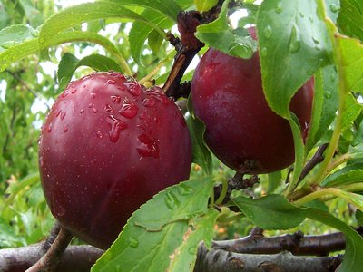 Plum