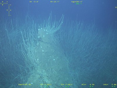 Pogonophora