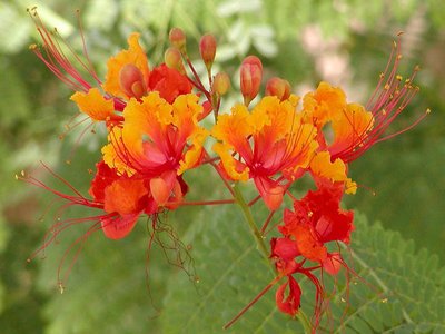 Poinciana