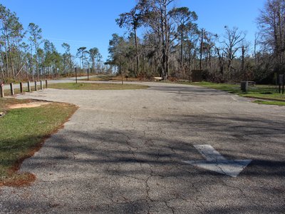 Pond Cypress