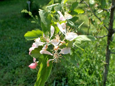 Prairie Crabapple