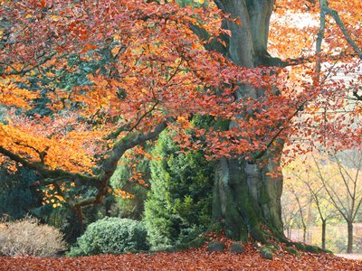 Purple Beech