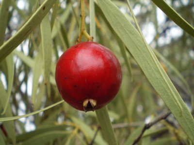 Quandong