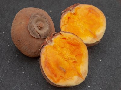 Quararibea cordata