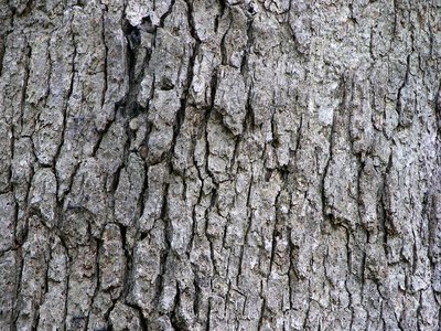 Quercus alba