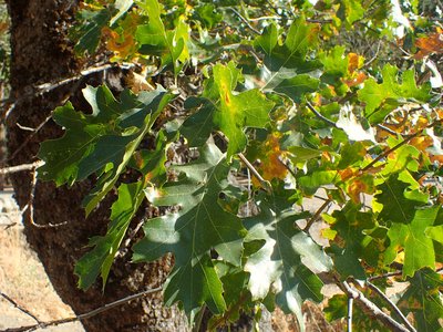 Quercus kelloggii