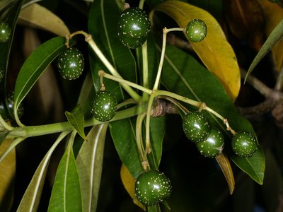Quinine Tree