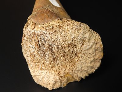 Radius