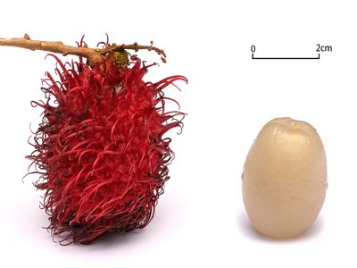 Rambutan