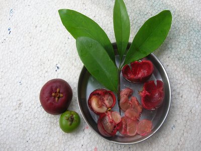 Ratamba