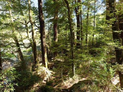 Red Beech
