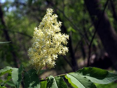 Red Elder