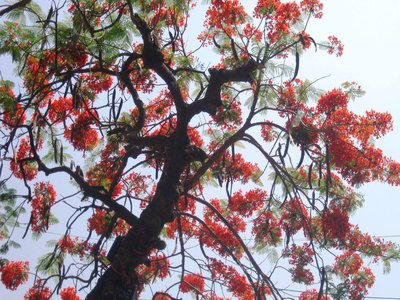 Red Flame Tree