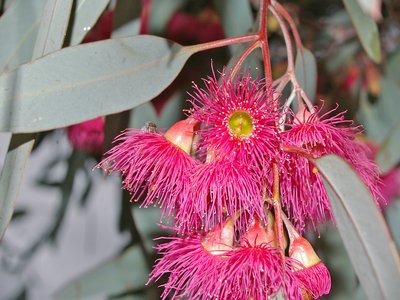 Red Ironbark