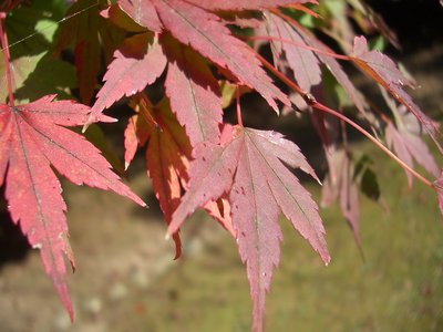 Red Maple