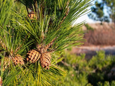 Red Pine
