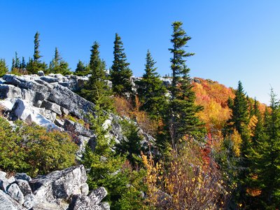 Red Spruce