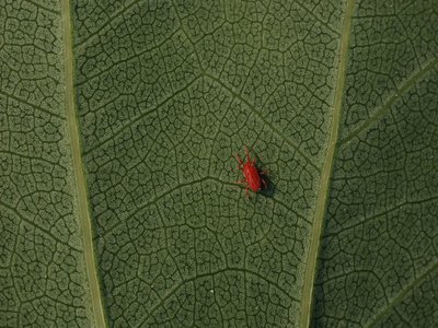 Red Tulip Tree