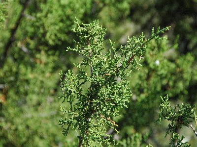Redberry Juniper