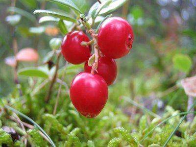 Redberry