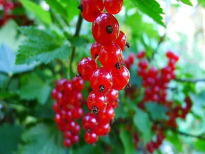 Redcurrent