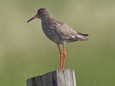 Redshank
