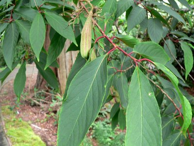 Rehderodendron