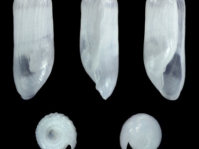 Retusa