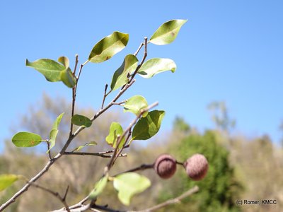 Rhopalocarpus