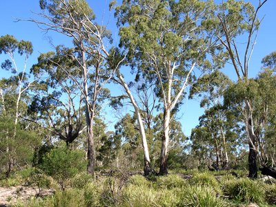 Ribbon Gum