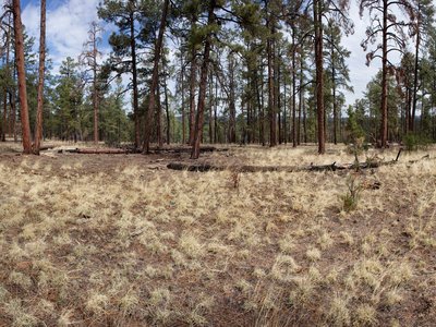 Ridgetop Pine
