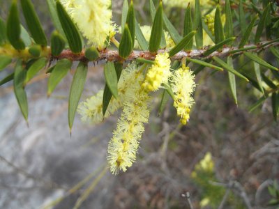 Ring Acacia