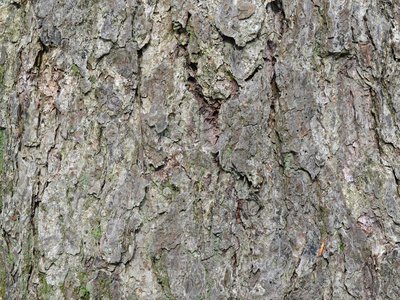 River Birch