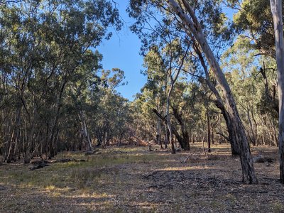 River Gum