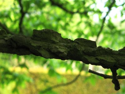 Rock Elm