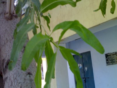 Rohira