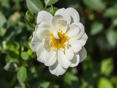 Rosa