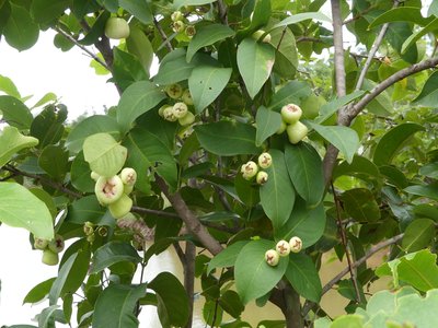 Rose Apple